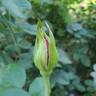 Della Reese ™ rose photo