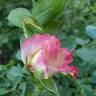 True Bliss™ rose photo