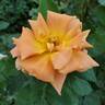 Pumpkin Patch rose photo