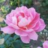 True Inspiration rose photo
