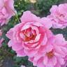 True Inspiration rose photo