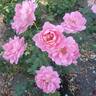 True Inspiration rose photo