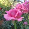Fragrant Plum rose photo