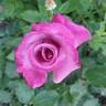 Fragrant Plum rose photo