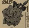 Scorcher rose photo