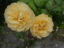 Roald Dahl rose photo