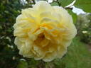The Poet's Wife ™ rose photo