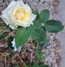 Memoire ™ rose photo
