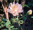 The Shepherdess rose photo