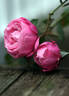 Cathedral Bells rose photo