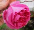 Mrs. Reynolds Hole rose photo