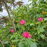 Easy Fashion rose photo