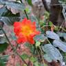 Salto rose photo