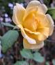 The Poet's Wife ™ rose photo