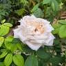 Donatella rose photo