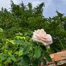 Donatella rose photo