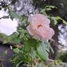 The Wedgwood Rose rose photo