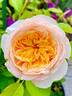 Juliet rose photo