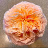 Juliet rose photo