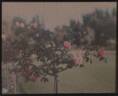 Souvenir of Stella Gray rose photo