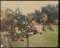 Souvenir of Stella Gray rose photo