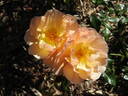 Amber Sun ® rose photo