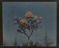 Georges Schwartz rose photo