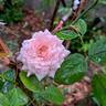 Catherine Meurisse rose photo