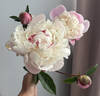 Nick Shaylor peony photo