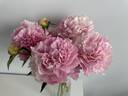 High Fashion peony photo