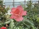 Pacific Wonderland rose photo