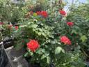 Sonoran Desert rose photo