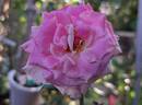 Lolita Lempicka ® rose photo