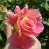 Condesa de Sástago rose photo