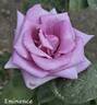 Eminence ® rose photo