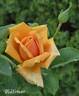 Oldtimer rose photo
