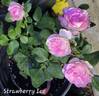 Strawberry Ice rose photo