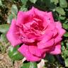 Della Reese ™ rose photo