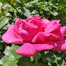Della Reese ™ rose photo