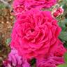 Stephens' Big Purple rose photo