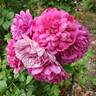 Sultry Night ™ rose photo