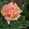 Oldtimer rose photo