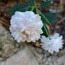 Little White Pet rose photo