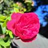 Ruban Rouge rose photo