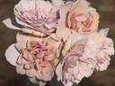 Grey Pearl rose photo