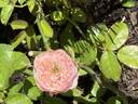Northanger Abbey rose photo