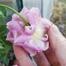 Blue River rose photo