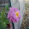 Blue River rose photo