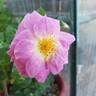 Blue River rose photo