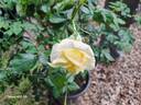Souvenir de Schaffhouse rose photo